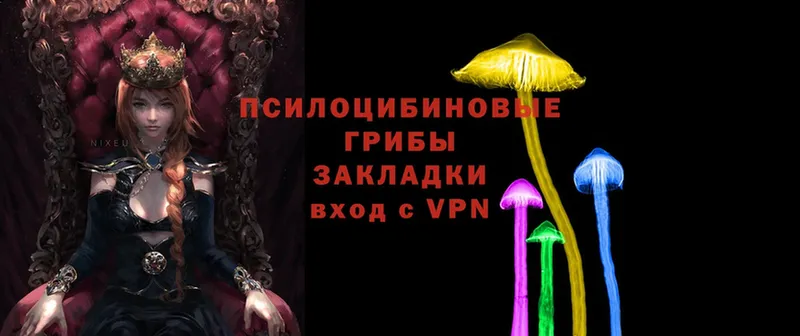 где найти   Дятьково  Галлюциногенные грибы Magic Shrooms 